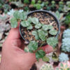 Hoya Curtisii, real gallery image #5 plants. Picture taken directly from kaktus.id community Hoya farmer green houses.