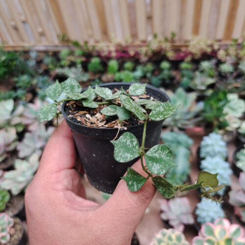 Hoya Curtisii, real gallery image #3 plants. Picture taken directly from kaktus.id community Hoya farmer green houses.