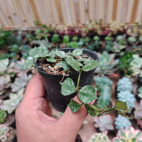 Hoya Curtisii, real gallery image #4 plants. Picture taken directly from kaktus.id community Hoya farmer green houses.