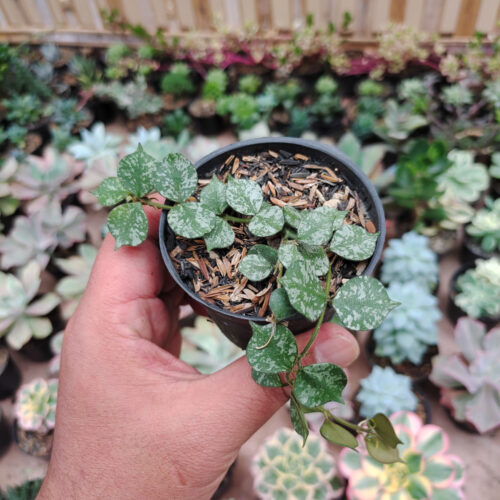 Hoya Curtisii, real gallery image #6 plants. Picture taken directly from kaktus.id community Hoya farmer green houses.