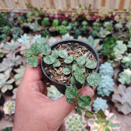 Hoya Curtisii, real gallery image #7 plants. Picture taken directly from kaktus.id community Hoya farmer green houses.