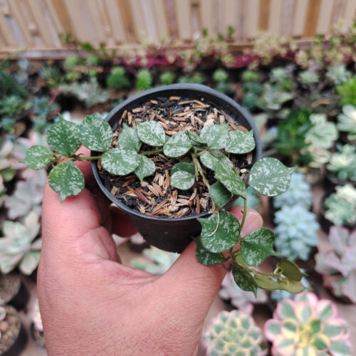 Hoya Curtisii, real gallery image #8 plants. Picture taken directly from kaktus.id community Hoya farmer green houses.