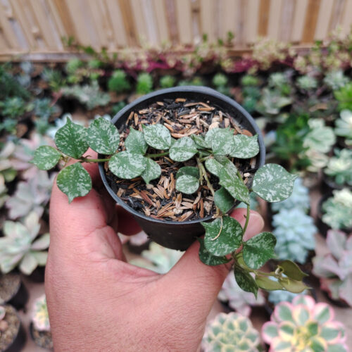 Hoya Curtisii, real gallery image #9 plants. Picture taken directly from kaktus.id community Hoya farmer green houses.
