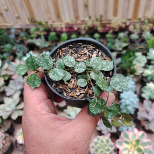 Hoya Curtisii, real gallery image #10 plants. Picture taken directly from kaktus.id community Hoya farmer green houses.