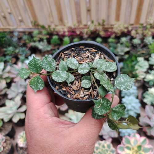 Hoya Curtisii, real gallery image #11 plants. Picture taken directly from kaktus.id community Hoya farmer green houses.