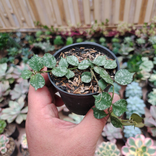Hoya Curtisii, real gallery image #1 plants. Picture taken directly from kaktus.id community Hoya farmer green houses.