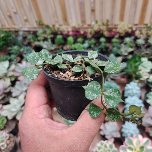 Hoya Curtisii, real gallery image #2 plants. Picture taken directly from kaktus.id community Hoya farmer green houses.