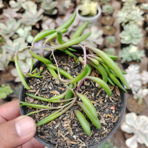 Senecio Radicans / String Of Banana, real gallery image #1 plants. Picture taken directly from kaktus.id community Senecio farmer green houses.