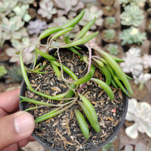 Senecio Radicans / String Of Banana, real gallery image #2 plants. Picture taken directly from kaktus.id community Senecio farmer green houses.