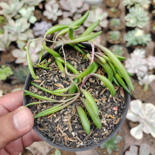 Senecio Radicans / String Of Banana, real gallery image #3 plants. Picture taken directly from kaktus.id community Senecio farmer green houses.