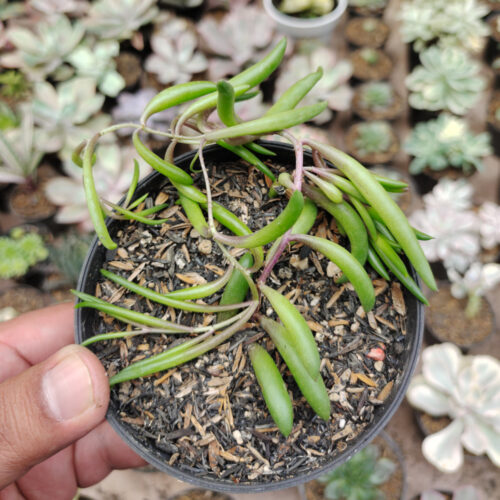 Senecio Radicans / String Of Banana, real gallery image #4 plants. Picture taken directly from kaktus.id community Senecio farmer green houses.