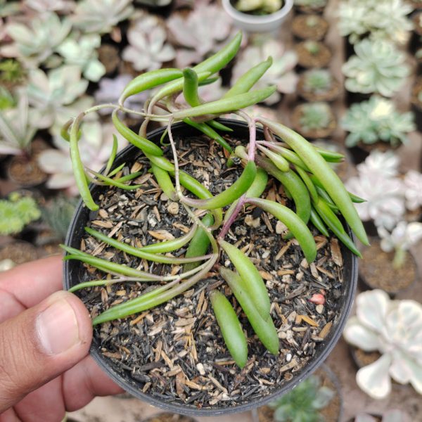 491. String of Banana / Senecio Radicans - Image 5