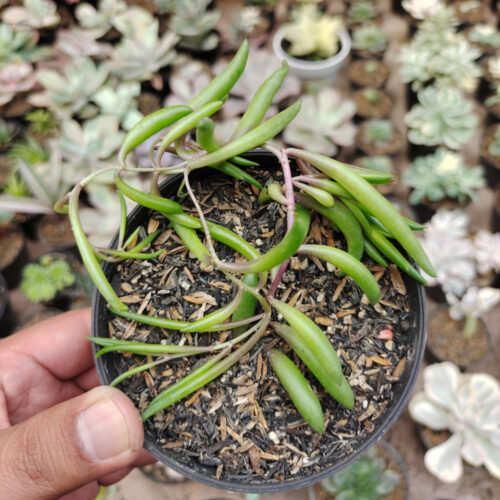 Senecio Radicans / String Of Banana, real gallery image #5 plants. Picture taken directly from kaktus.id community Senecio farmer green houses.