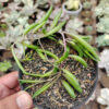 Senecio Radicans / String Of Banana, real gallery image #6 plants. Picture taken directly from kaktus.id community Senecio farmer green houses.