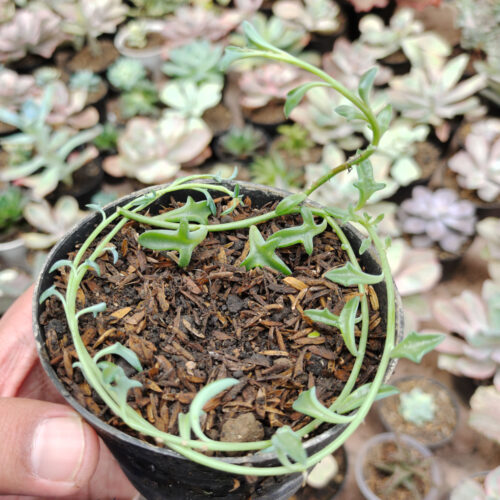Senecio Hippogriff / String Of Dolphin, real feature image plant. Picture taken directly from kaktus.id community Senecio farmer green houses.