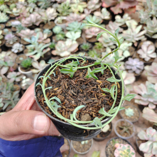 Senecio Hippogriff / String Of Dolphin, real gallery image #2 plants. Picture taken directly from kaktus.id community Senecio farmer green houses.