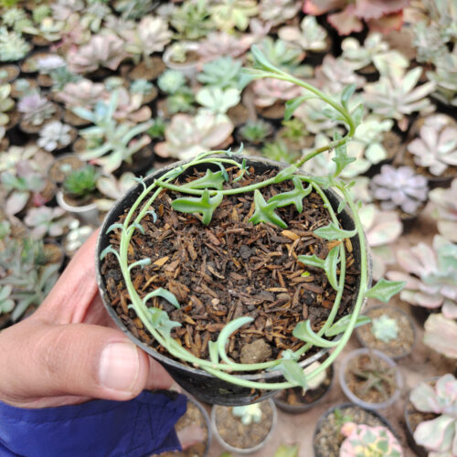 Senecio Hippogriff / String Of Dolphin, real gallery image #3 plants. Picture taken directly from kaktus.id community Senecio farmer green houses.