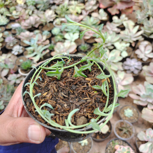Senecio Hippogriff / String Of Dolphin, real gallery image #4 plants. Picture taken directly from kaktus.id community Senecio farmer green houses.
