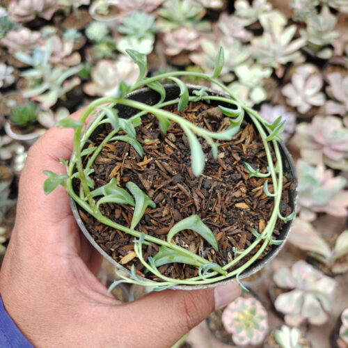 Senecio Hippogriff / String Of Dolphin, real gallery image #5 plants. Picture taken directly from kaktus.id community Senecio farmer green houses.