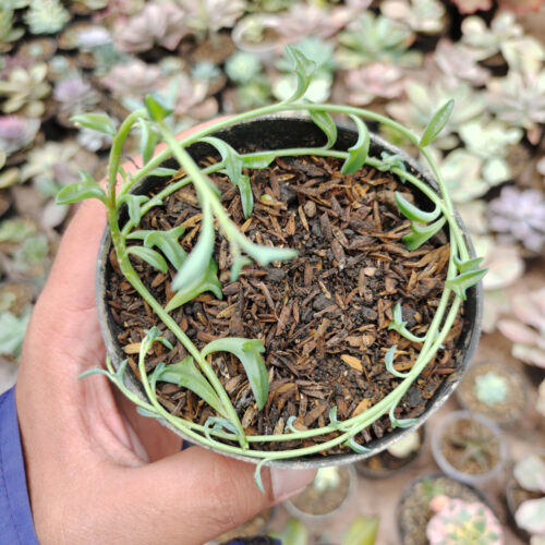 Senecio Hippogriff / String Of Dolphin, real gallery image #6 plants. Picture taken directly from kaktus.id community Senecio farmer green houses.