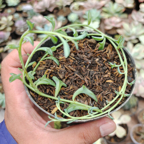 Senecio Hippogriff / String Of Dolphin, real gallery image #7 plants. Picture taken directly from kaktus.id community Senecio farmer green houses.