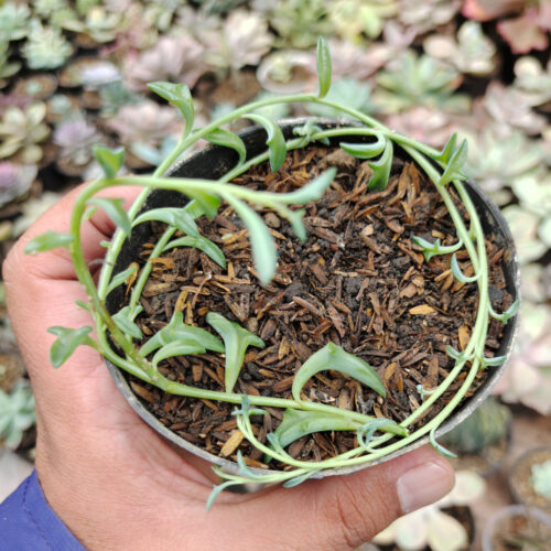 Senecio Hippogriff / String Of Dolphin, real gallery image #1 plants. Picture taken directly from kaktus.id community Senecio farmer green houses.