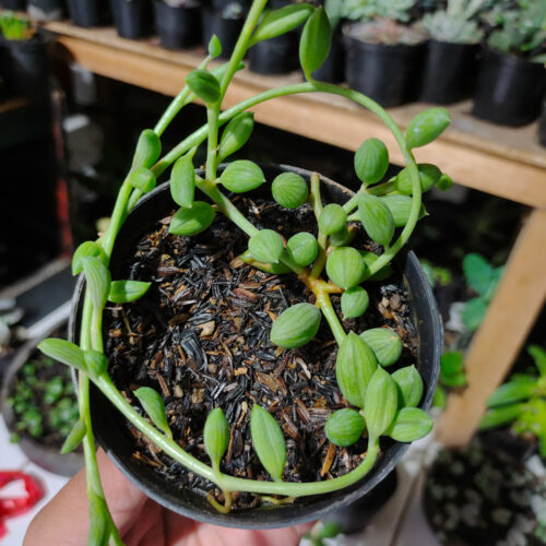 Senecio Herreanus / String Of Watermelon, real gallery image #9 plants. Picture taken directly from kaktus.id community Senecio farmer green houses.