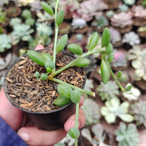Senecio Herreanus / String Of Watermelon, real gallery image #1 plants. Picture taken directly from kaktus.id community Senecio farmer green houses.