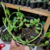 Senecio Herreanus / String Of Watermelon, real feature image plant. Picture taken directly from kaktus.id community Senecio farmer green houses.