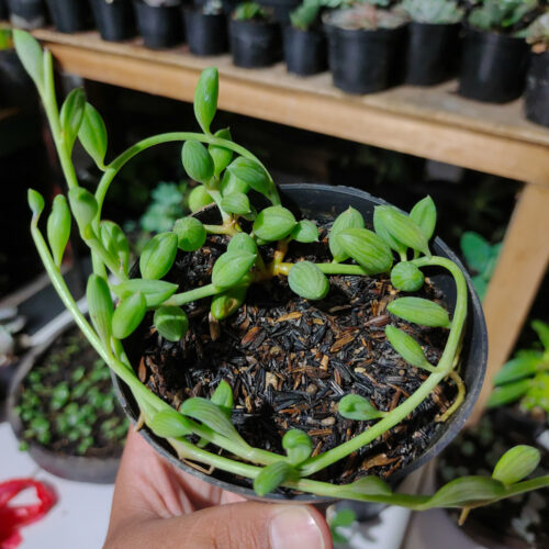 Senecio Herreanus / String Of Watermelon, real feature image plant. Picture taken directly from kaktus.id community Senecio farmer green houses.