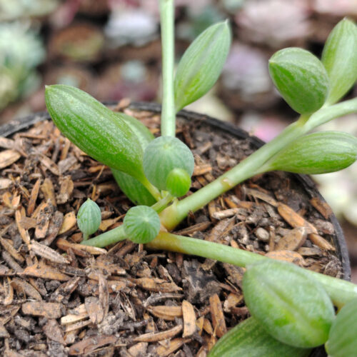 Senecio Herreanus / String Of Watermelon, real gallery image #2 plants. Picture taken directly from kaktus.id community Senecio farmer green houses.