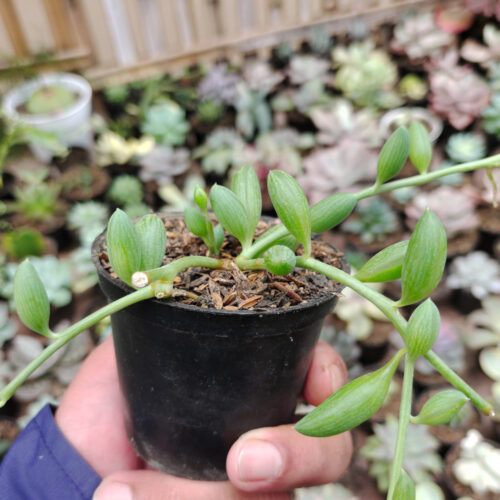 Senecio Herreanus / String Of Watermelon, real gallery image #3 plants. Picture taken directly from kaktus.id community Senecio farmer green houses.