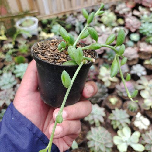 Senecio Herreanus / String Of Watermelon, real gallery image #4 plants. Picture taken directly from kaktus.id community Senecio farmer green houses.