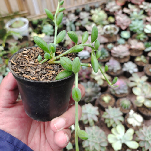 Senecio Herreanus / String Of Watermelon, real gallery image #5 plants. Picture taken directly from kaktus.id community Senecio farmer green houses.
