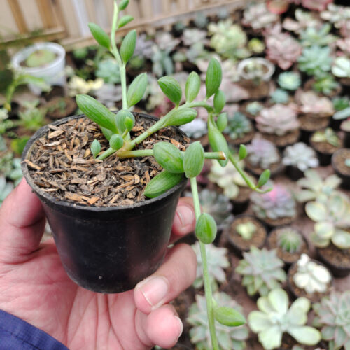Senecio Herreanus / String Of Watermelon, real gallery image #6 plants. Picture taken directly from kaktus.id community Senecio farmer green houses.
