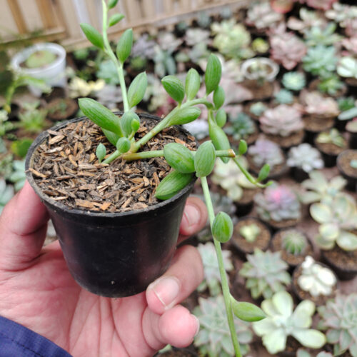 Senecio Herreanus / String Of Watermelon, real gallery image #7 plants. Picture taken directly from kaktus.id community Senecio farmer green houses.