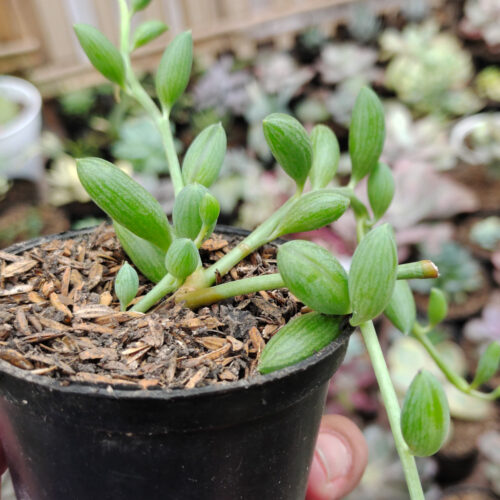 Senecio Herreanus / String Of Watermelon, real gallery image #8 plants. Picture taken directly from kaktus.id community Senecio farmer green houses.