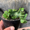 Euphorbia Caput-medusae, real gallery image #5 plants. Picture taken directly from kaktus.id community Euphorbia farmer green houses.
