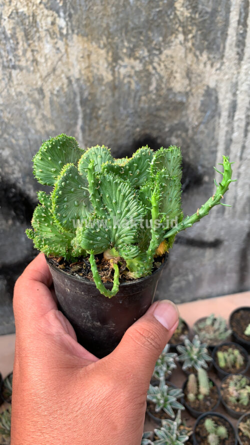 Euphorbia Caput-medusae, real gallery image #1 plants. Picture taken directly from kaktus.id community Euphorbia farmer green houses.