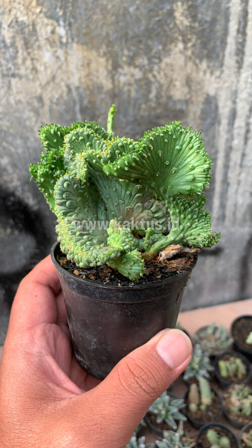 Euphorbia Caput-medusae, real gallery image #2 plants. Picture taken directly from kaktus.id community Euphorbia farmer green houses.
