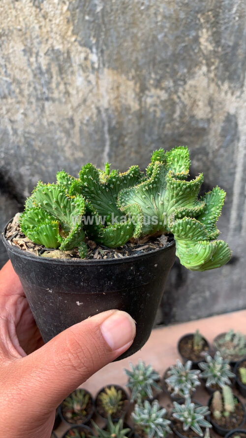 Euphorbia Caput-medusae, real gallery image #3 plants. Picture taken directly from kaktus.id community Euphorbia farmer green houses.