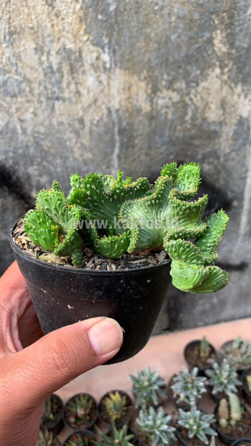 Euphorbia Caput-medusae, real gallery image #4 plants. Picture taken directly from kaktus.id community Euphorbia farmer green houses.