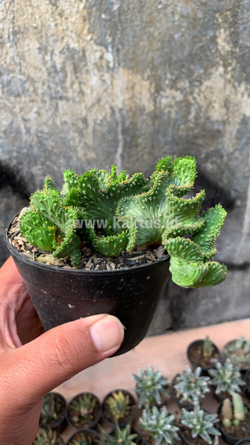 Euphorbia Caput-medusae, real gallery image #6 plants. Picture taken directly from kaktus.id community Euphorbia farmer green houses.