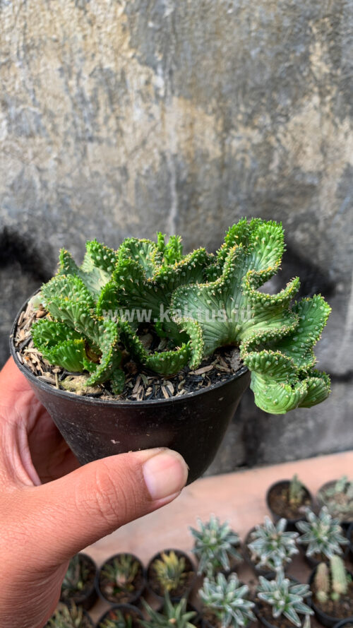 Euphorbia Caput-medusae, real gallery image #7 plants. Picture taken directly from kaktus.id community Euphorbia farmer green houses.