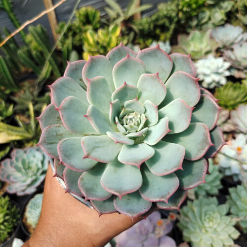 Echeveria Tuxpanensis Size 14 Cm, real gallery image #1 plants. Picture taken directly from kaktus.id community Echeveria farmer green houses.