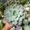 Echeveria Tuxpanensis Size 14 Cm, real gallery image #2 plants. Picture taken directly from kaktus.id community Echeveria farmer green houses.