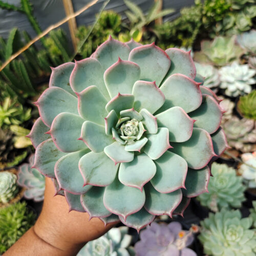 Echeveria Tuxpanensis Size 14 Cm, real gallery image #3 plants. Picture taken directly from kaktus.id community Echeveria farmer green houses.