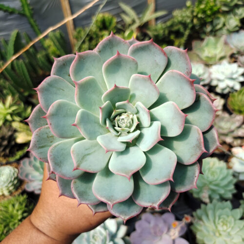 Echeveria Tuxpanensis Size 14 Cm, real gallery image #4 plants. Picture taken directly from kaktus.id community Echeveria farmer green houses.