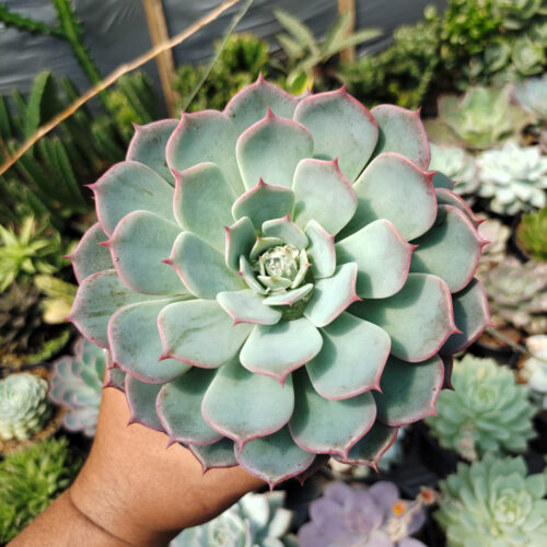 Echeveria Tuxpanensis Size 14 Cm, real gallery image #5 plants. Picture taken directly from kaktus.id community Echeveria farmer green houses.