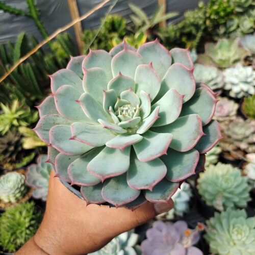 Echeveria Tuxpanensis Size 14 Cm, real gallery image #6 plants. Picture taken directly from kaktus.id community Echeveria farmer green houses.